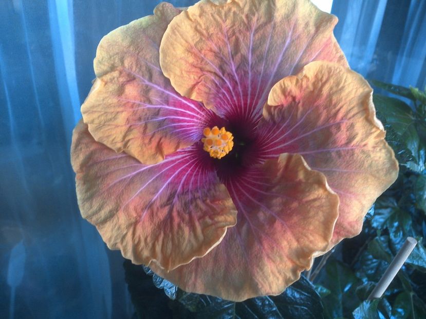 WIN_20170721_173301 - Jolanda Gommer