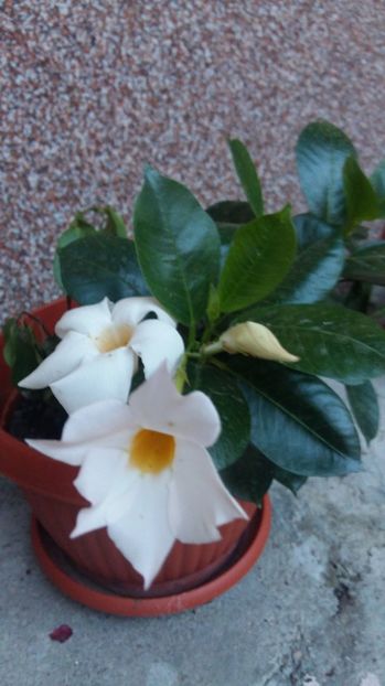 1500659944675-639139451 - 2017 DIPLADENII