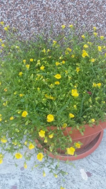 1500660067696-1875119361 - 2017 ALTE FLORI