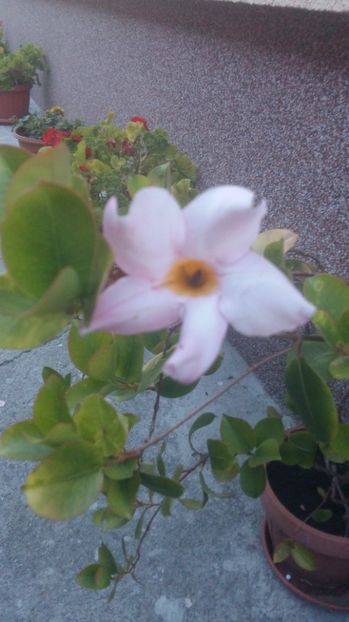 1500660184071-124103096 - 2017 DIPLADENII