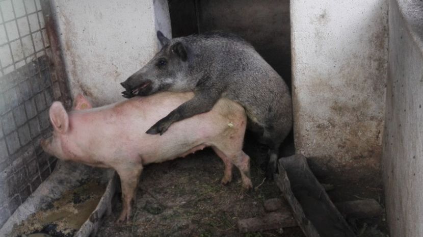  - Monta mistreț