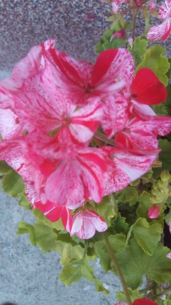  - 2017 MUSCATE ZONALE SI CURGATOARE