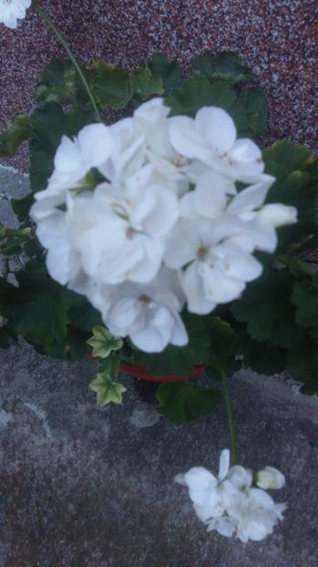 1500660429828-1847002222 - 2017 MUSCATE ZONALE SI CURGATOARE