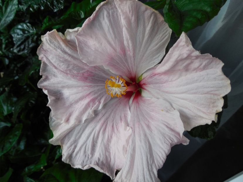  - Tahitian Lavender Extraordinaire