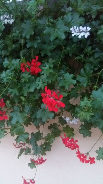  - 2017 MUSCATE ZONALE SI CURGATOARE