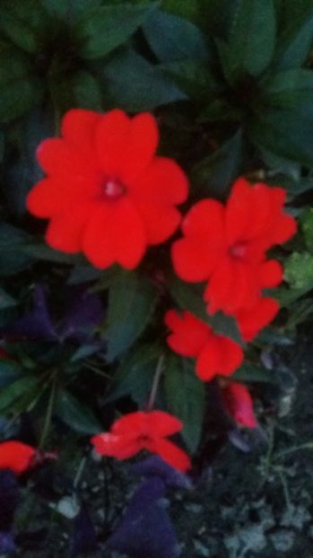 1500661200009-355061948 - 2017 IMPATIENS