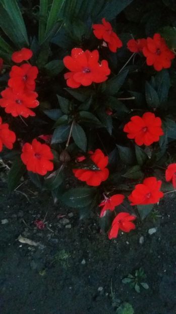  - 2017 IMPATIENS