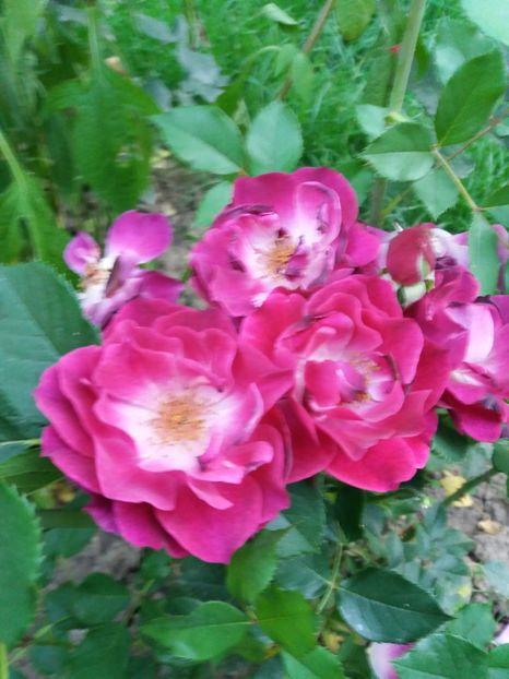  - Wild Blue Yonder Rose 1