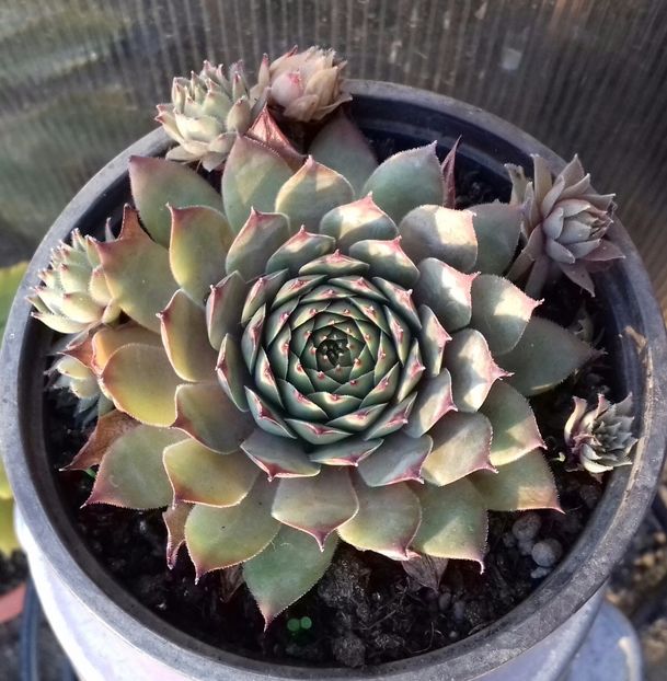 11 - Sempervivum