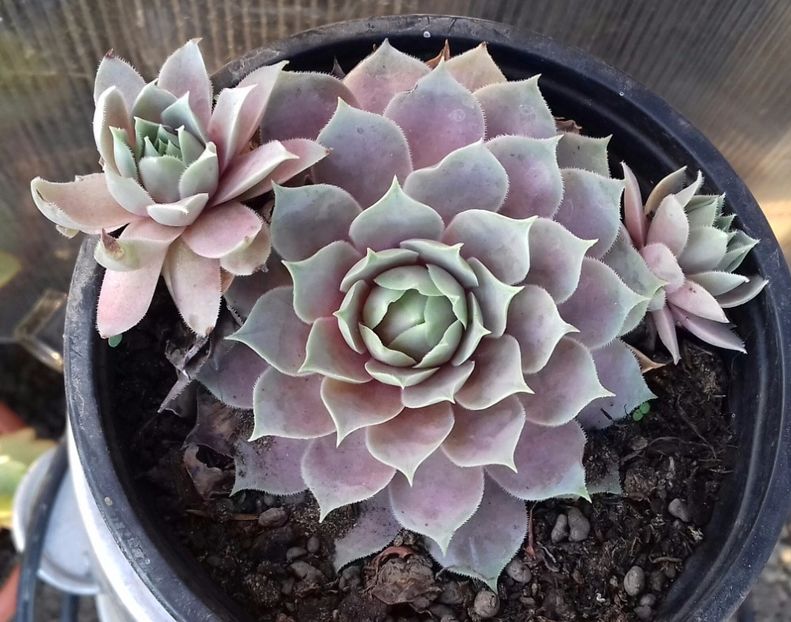 12 - Sempervivum