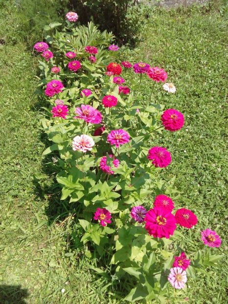  - AAAA__CARCIUMARESE 2015_2017_2018_2019