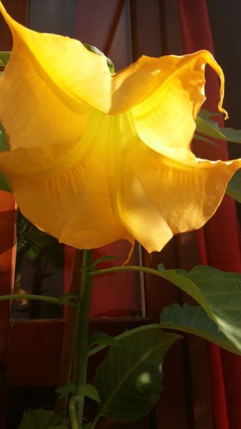  - 2017 BRUGMANSIA