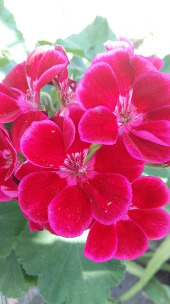  - 2017 MUSCATE ZONALE SI CURGATOARE