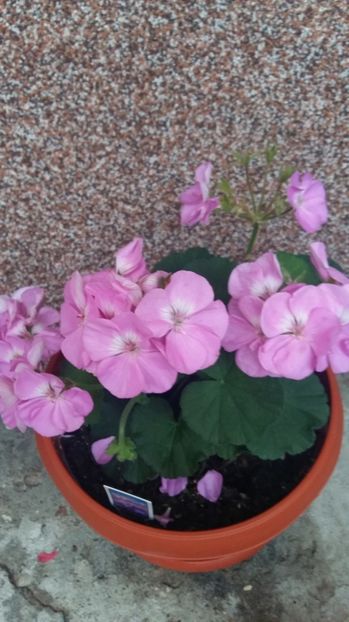  - 2017 MUSCATE ZONALE SI CURGATOARE