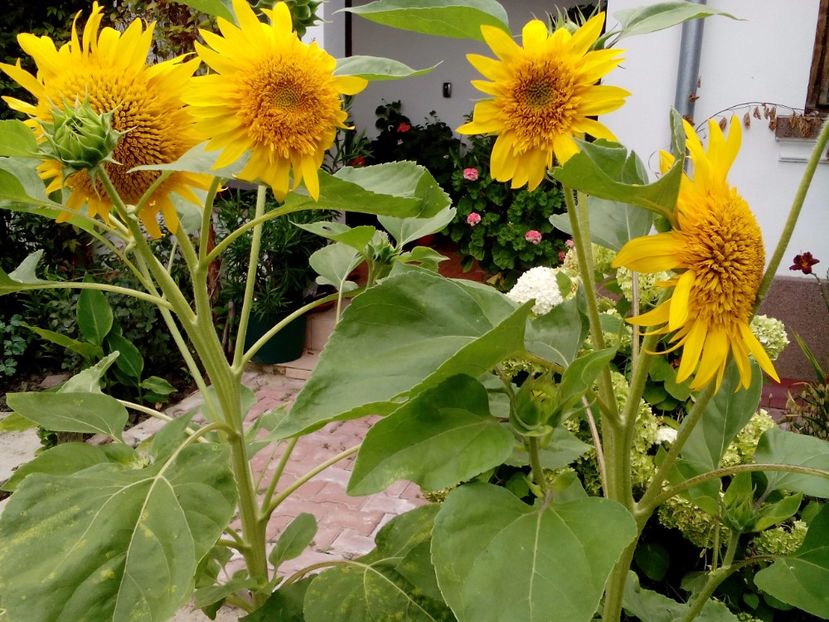  - 2017 Iulie sufocant