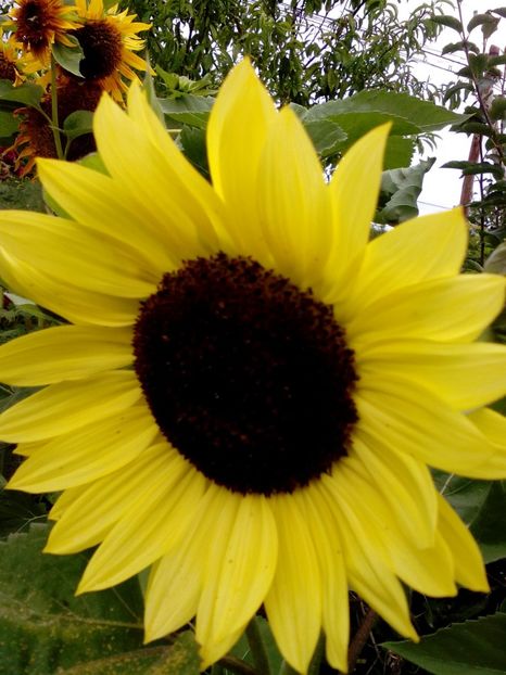  - 2017 Iulie sufocant