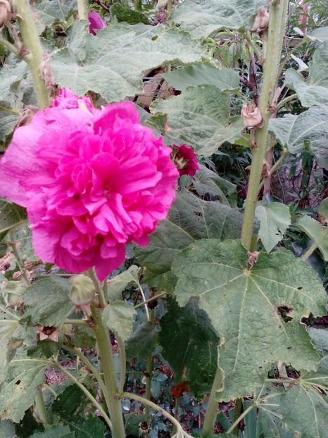  - 2017 Iulie sufocant