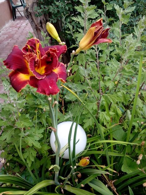  - 2017 Iulie sufocant