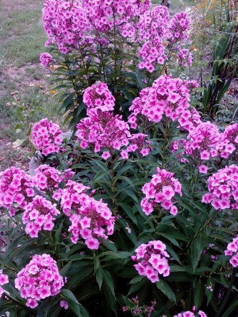  - 2017 Iulie sufocant