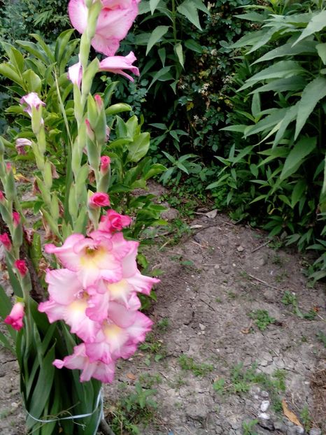  - 2017 Iulie sufocant