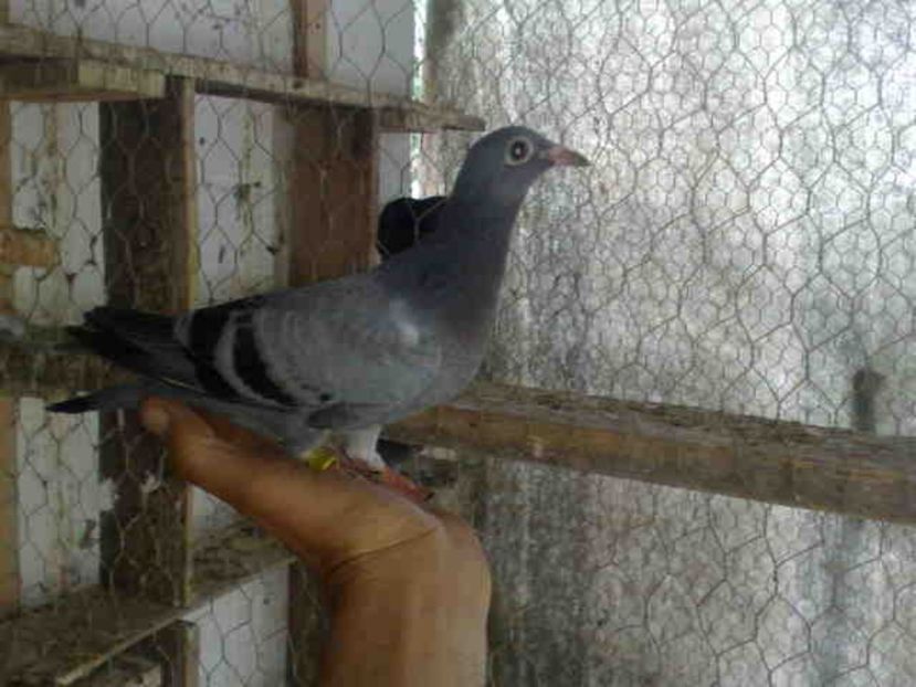 202 - X-Porumbei vinduti