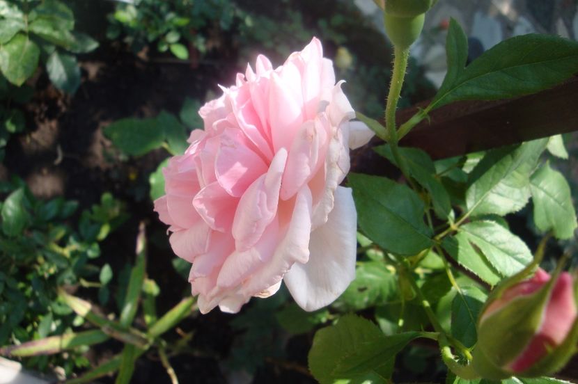  - The Wedgewood Rose