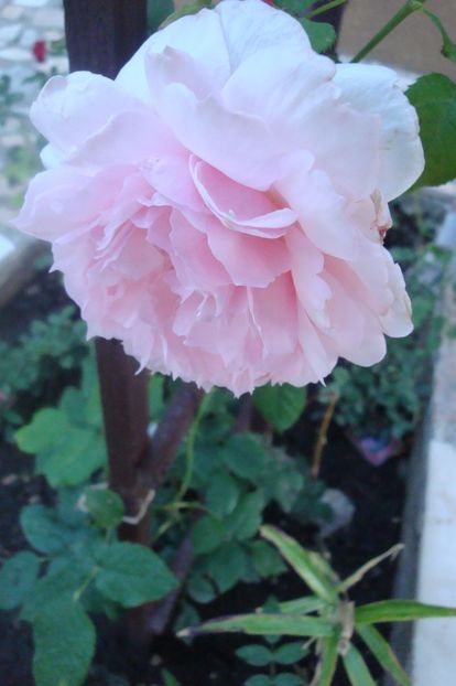  - The Wedgewood Rose