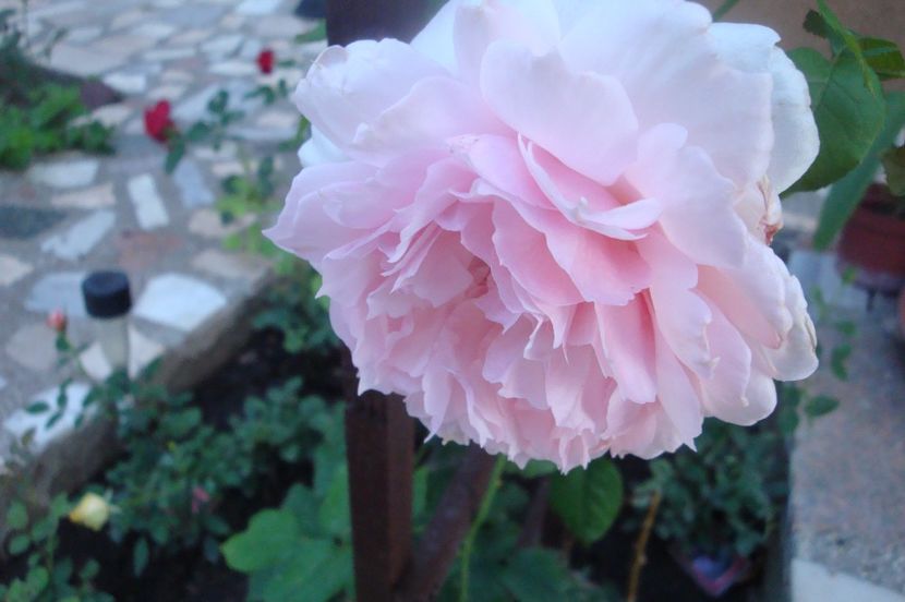  - The Wedgewood Rose