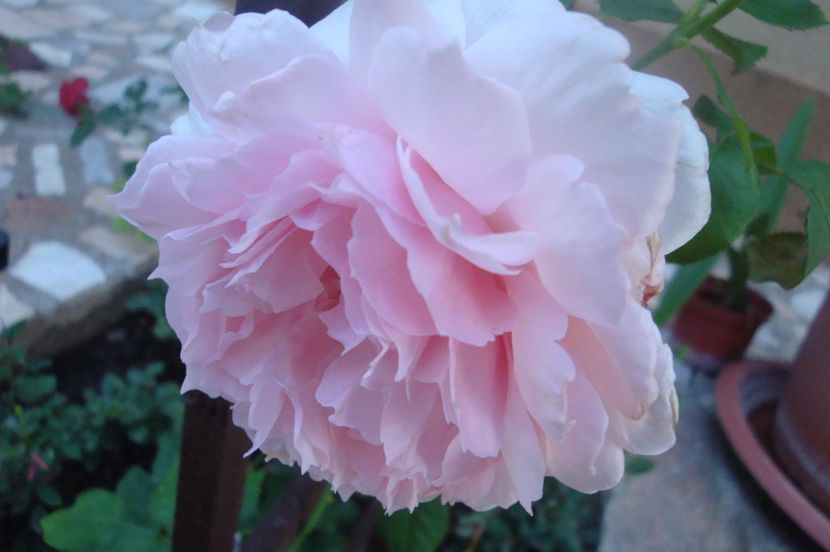  - The Wedgewood Rose