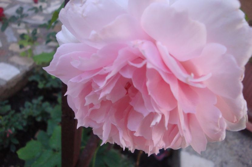  - The Wedgewood Rose