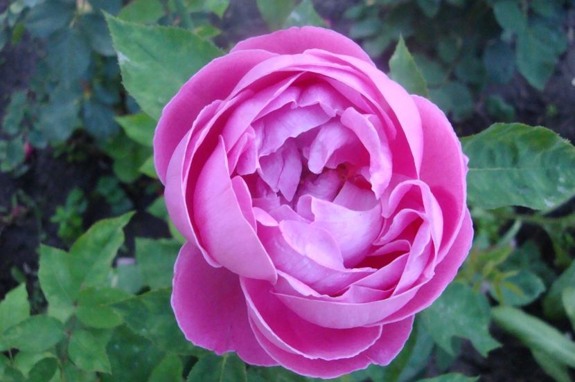  - Cecile de Chabrillant