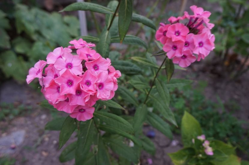  - Phlox si alte perene