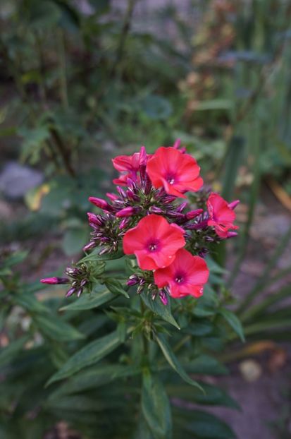 Floks Orange Perfection - Phlox si alte perene