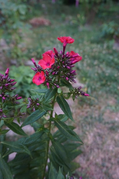 - Phlox si alte perene