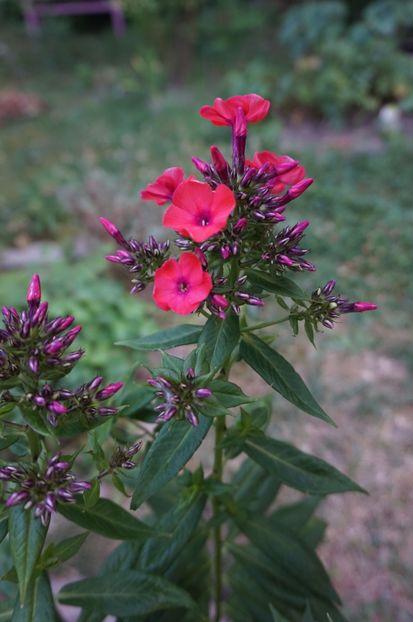  - Phlox si alte perene