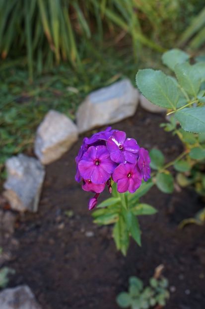  - Phlox si alte perene