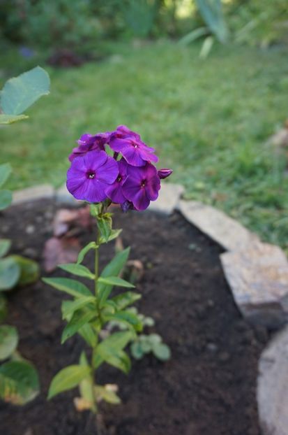  - Phlox si alte perene