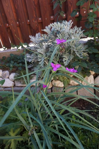  - Phlox si alte perene