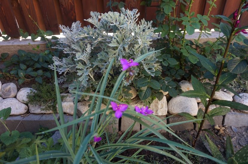 Senecio cineraria si tradescantia virginiana - Phlox si alte perene