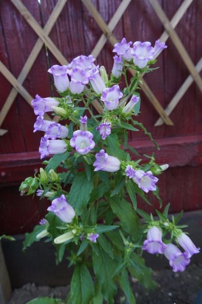 Campanula medium - Phlox si alte perene