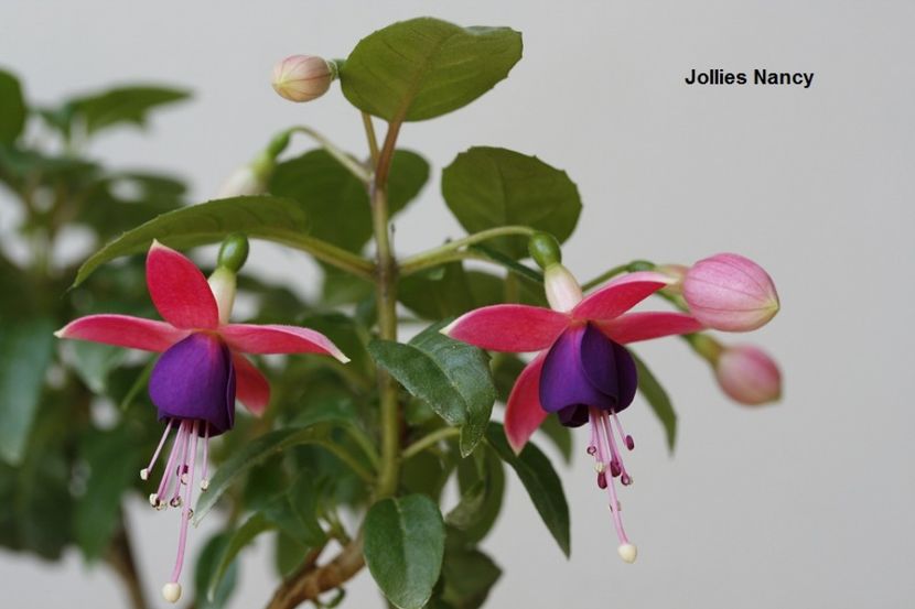 inceput inflorire - 02 Fuchsia
