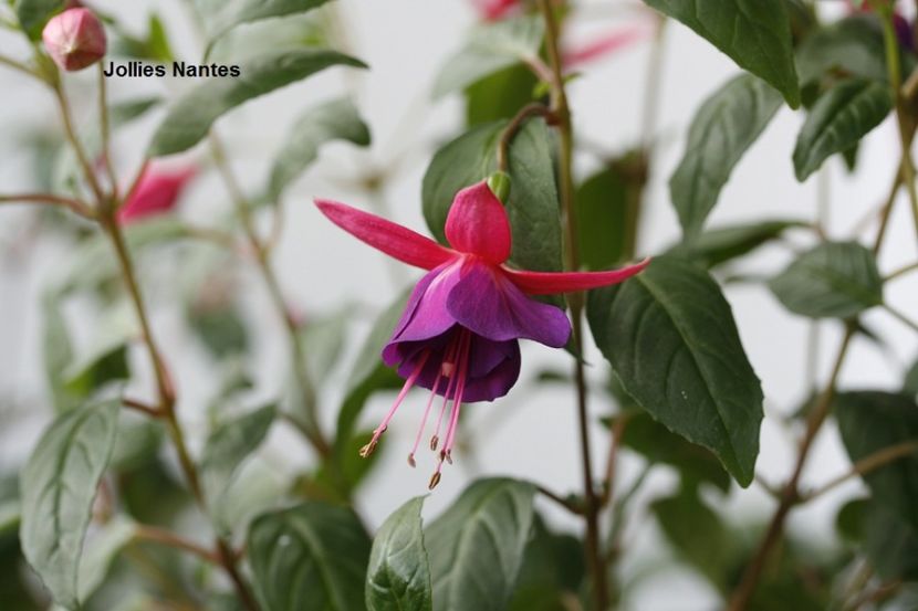 iulie 2017 - 02 Fuchsia