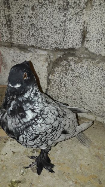  - Porumbei blondineti