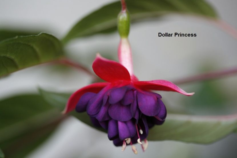 iulie 2017 - 02 Fuchsia