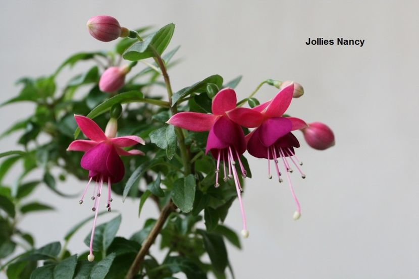 sfarsit inflorire - 02 Fuchsia