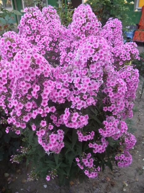  - PHLOX PANICULATA