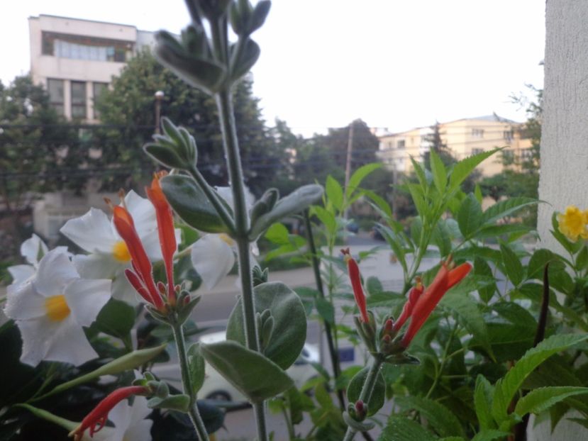 Dicliptera suberecta - Argumente