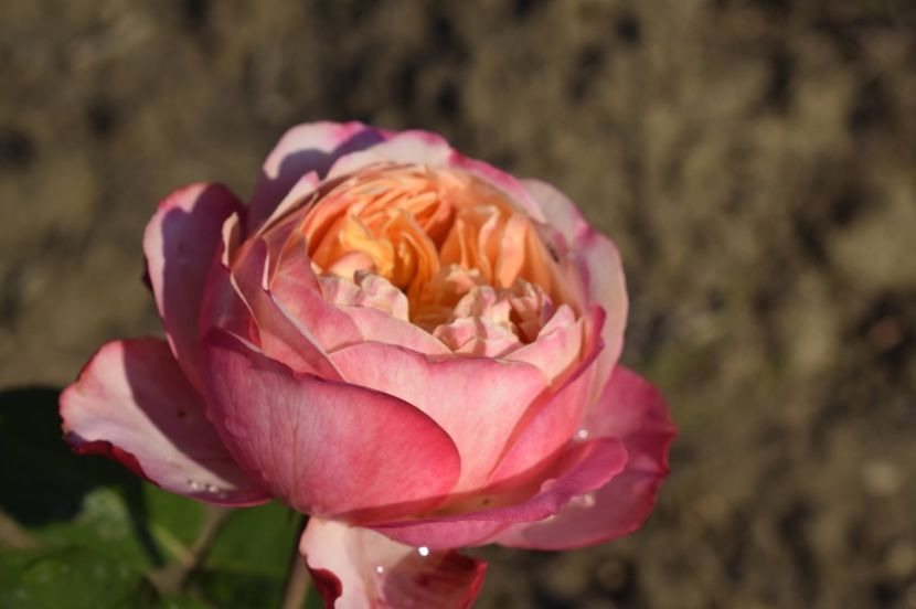 _DSC0548 - KORDES JUBILEE