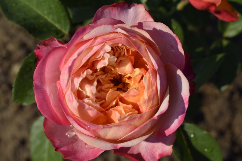 _DSC0549 - KORDES JUBILEE