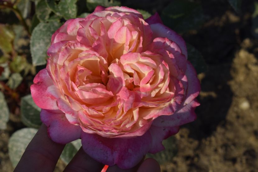 _DSC0501 - KORDES JUBILEE